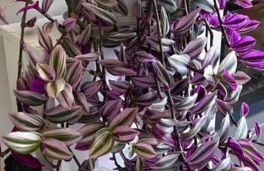 Tsirigotis Garden - Foto 5