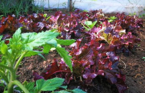 CR familiar PrimaVera Jarandilla de la Vera - Foto 32