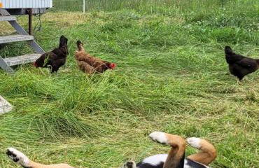 Heidehof Kuppendorf - Foto 37