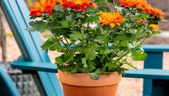 Beautiful Airstream Glamping Site for Romantic Weekends Away in North Carolina - Photo 4