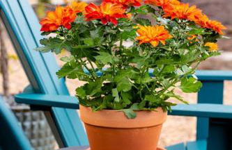 Beautiful Airstream Glamping Site for Romantic Weekends Away in North Carolina - Photo 4