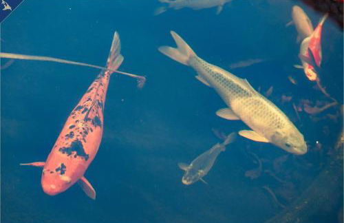 Ferienwohnung zum Koi I EG - Foto 15