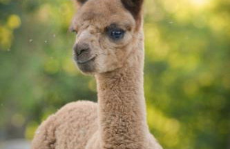 Landhaus Paco Ferienhaus für 12 Personen mit Alpakas, Sauna & Kamin - Foto 18