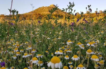 Masia los Toranes - Destino Starlight - Foto 28