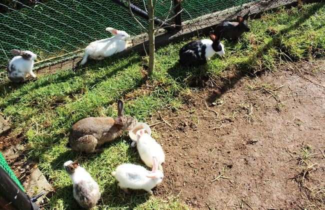 Senani Colonial Holiday Bungalow - Foto 13