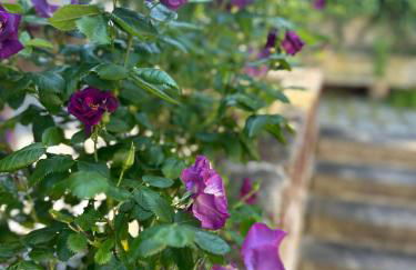 Cosy historic brewery with beautiful outdoor space - Foto 54