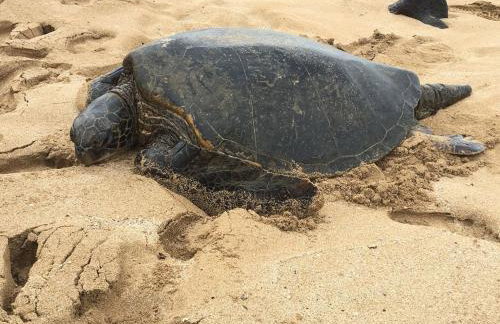 Kuleana 613 1 Bdrm 1 Bedroom Condo by RedAwning - Foto 74