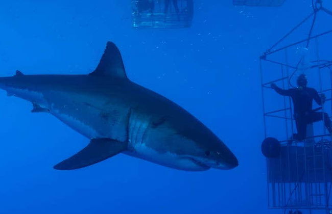 Nadar com tubarões em False Bay - Foto 1