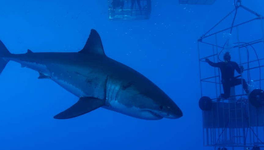 Baño con tiburones en False Bay