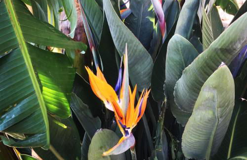 Blue Dream - Amalfi Coast - Foto 38