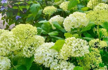 Ferienwohnung Peters - Foto 8