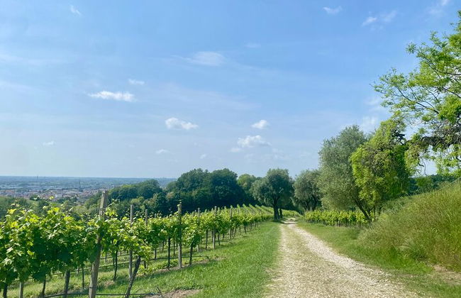 Premium Private Prosecco Hills Tour - 2 Cantine. Tour privato. - Foto 38