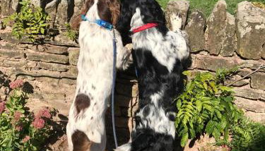 Thatch Close Cottages - Foto 5