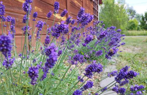 Lawendowy Domek agroturystyka, noclegi - 2,7 km od Bałtowa - Foto 31