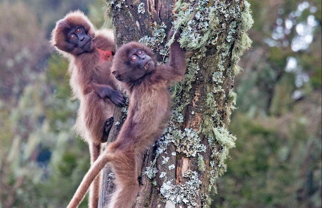 Northern Ethiopia Private 9-Day Tour - Photo 7