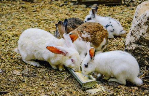 AGRITURISMO CA' FENILE - Foto 35