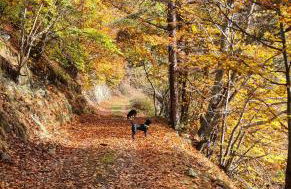 Case vacanze in graziosa borgata alpina - Photo 70