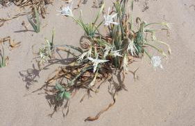 Villa Salvatore - Foto 11