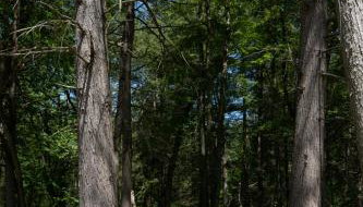 Luxe Modern Cabin with Pond, Fire Pit, Hiking, near Bethel Woods - Foto 5