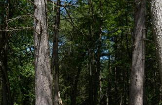 Luxe Modern Cabin with Pond, Fire Pit, Hiking, near Bethel Woods - Foto 5