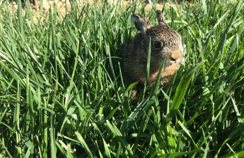 Borgo del Silenzio - Apartments with pool in Lajatico - Foto 24
