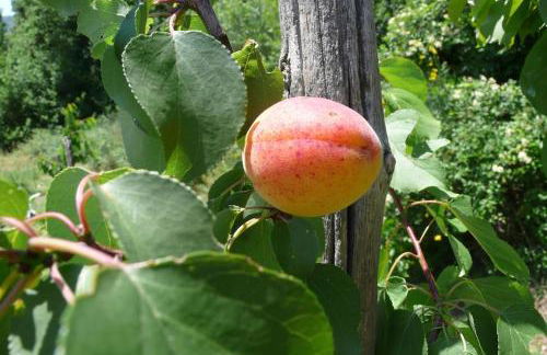 Villa I Camini - Outbuilding, dependance - Swimming pool - Garden - BBQ and fireplaces - Soccer field - Foto 51