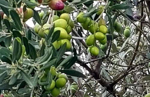 A l'ombre du chêne Piscine & Spa Gîtes Eden en Cévennes à Anduze Gard - Foto 38
