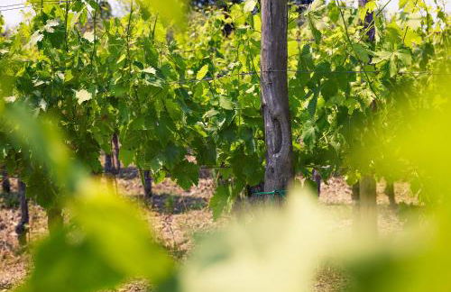 Tenuta il Poggetto - Foto 65