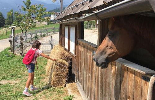 CASA BERNARD Zortea VANOI cuore verde del Trentino - Foto 31