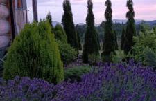 Chata Gilowicka - Beskid Żywiecki - Foto 31