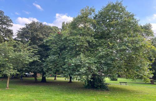 Park View is a beautiful whole entire house close to town centre, sleeps 8 in 4 rooms, 2 doubles and 4 single beds with 2 shower rooms, available for holidays, insurance stays, trades people, contractors, pets welcome - Foto 16