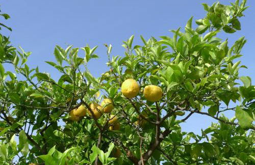 Biologico Dell'Etna - Foto 16