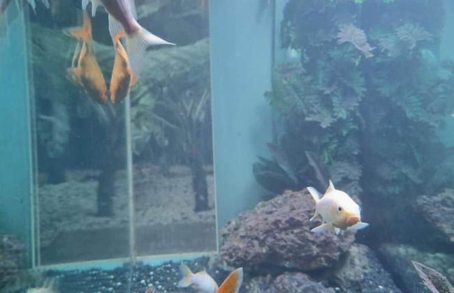 Amara Lincoln - 100m From Camps Bay Beach - Foto 20