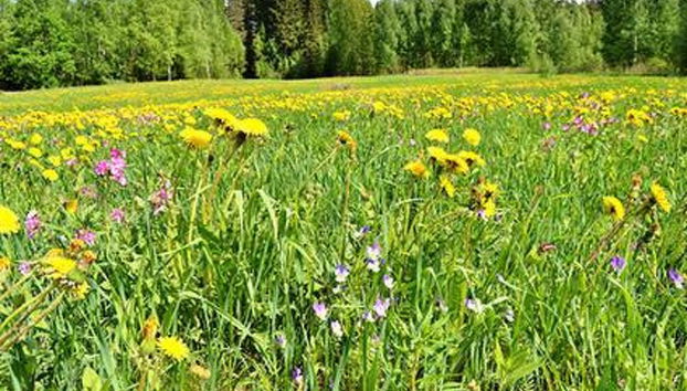 Kuikka - Foto 4, Inside other