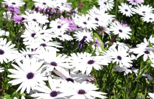 Heracles Guesthouse - Photo 67