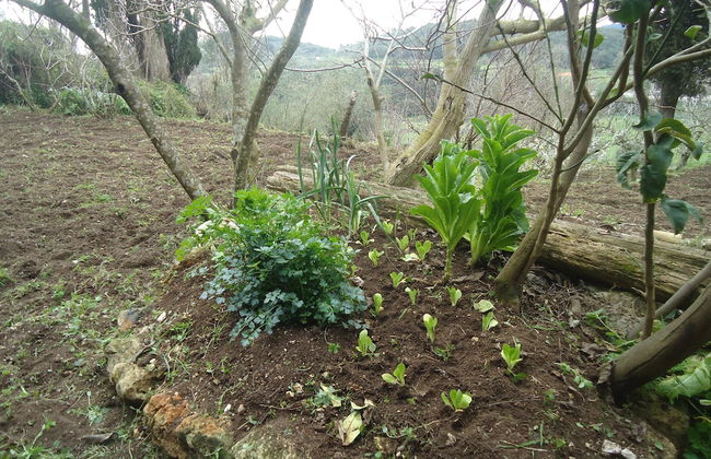 Rodies Cottage - Foto 16