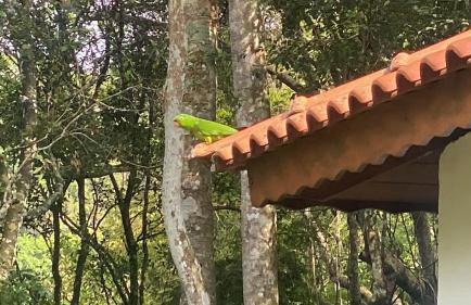 Casa de campo com muito verde e paz, 2 quartos, Wi-Fi, churrasqueira, deck, trilha - Foto 24