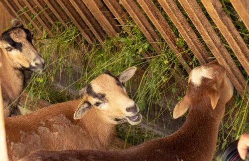 BEECH Resort Fleesensee - Foto 51