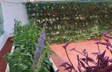 Plaça de l'Almudí, where else! - Foto 5