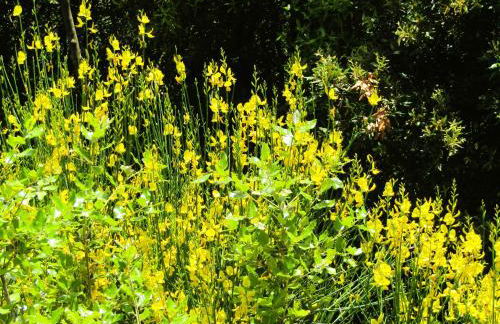 Villa Le Ginestre - Foto 36