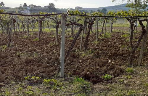 Pier Delle Vigne B&B - Foto 44