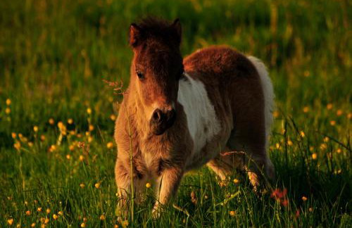 Art Apartament Puszczykowo - Foto 49