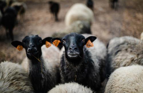 Agroturystyka Stara Huta - Foto 71