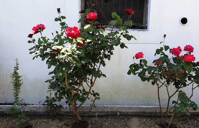 Zmas Studios - Foto 35