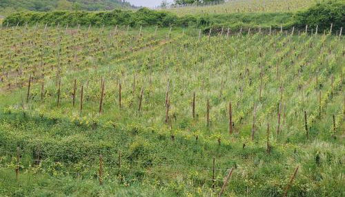 Maison Rebleuthof Sauna & Fitness - Foto 4