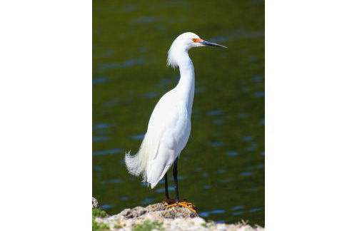 Wonderful Private Home - Sunset Captiva 47 - Foto 54