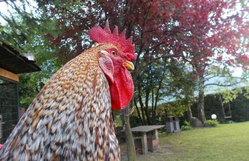 El Campizòl - Photo 39