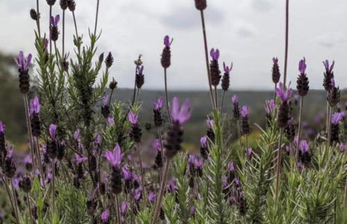 La Cobija Apartamentos - Solo Adultos - Foto 71