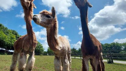 Cosy barn on rural smallholding with alpacas, goats & pigs - Foto 2