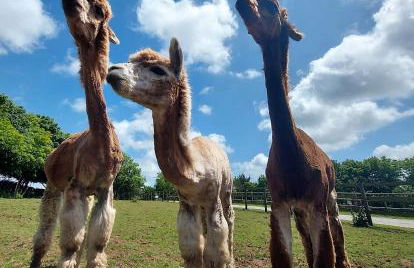 Cosy barn on rural smallholding with alpacas, goats & pigs - Foto 2
